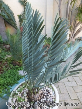 25181 josef Josef Cycad Perner 