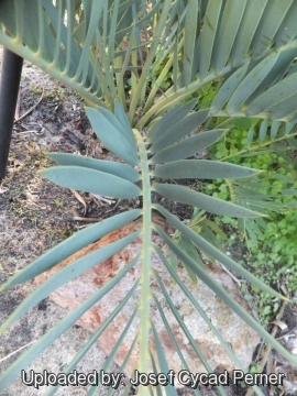 25184 josef Josef Cycad Perner 