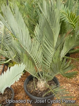 25307 josef Josef Cycad Perner 