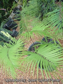 25294 josef Josef Cycad Perner 