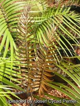 25440 josef Josef Cycad Perner 