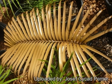 25441 josef Josef Cycad Perner 