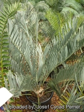 25318 josef Josef Cycad Perner 