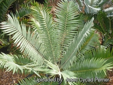 25330 josef Josef Cycad Perner 