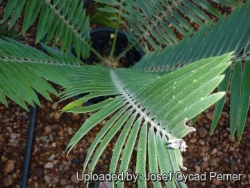 25331 josef Josef Cycad Perner 