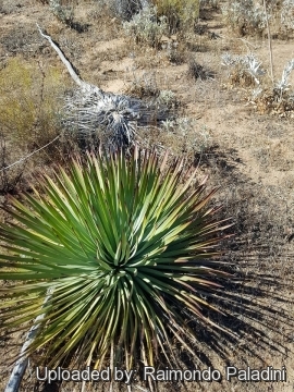 30149 RapCactus Raimondo Paladini