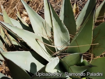 30003 RapCactus Raimondo Paladini