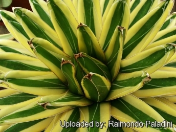 27106 RapCactus Raimondo Paladini