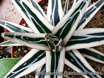 27104 RapCactus Raimondo Paladini