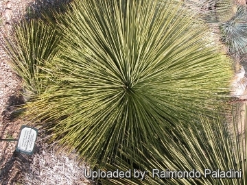 27067 RapCactus Raimondo Paladini