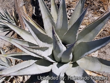 30134 RapCactus Raimondo Paladini