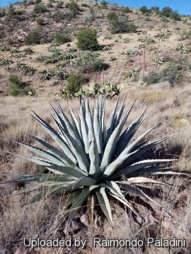 29971 RapCactus Raimondo Paladini