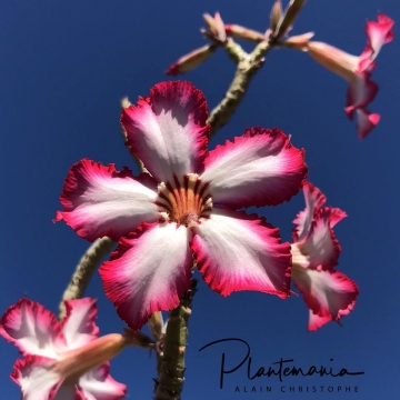 30797 plantemania © Plantemania