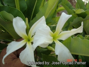 25015 josef Josef Cycad Perner 