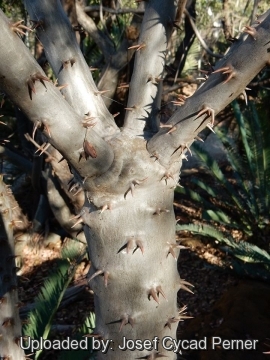 19896 josef Josef Cycad Perner 