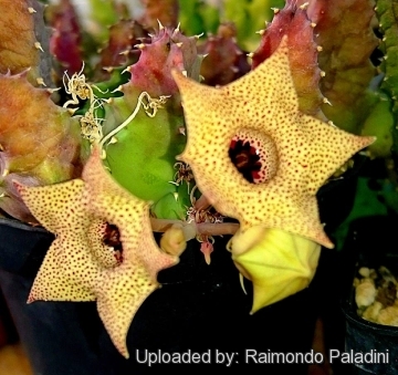 27716 RapCactus Raimondo Paladini