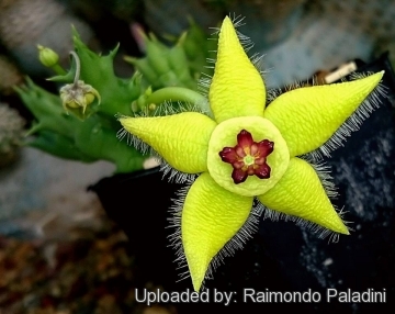 27717 RapCactus Raimondo Paladini