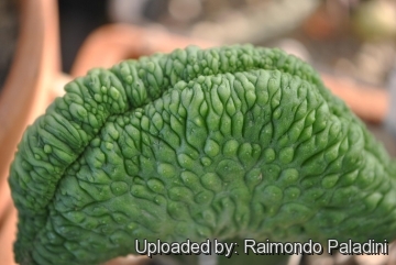 27095 RapCactus Raimondo Paladini