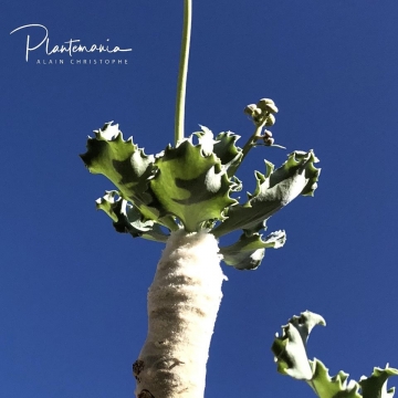 30787 plantemania © Plantemania