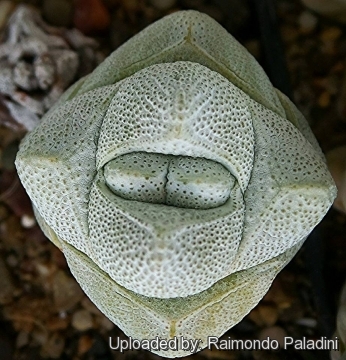 27090 RapCactus Raimondo Paladini