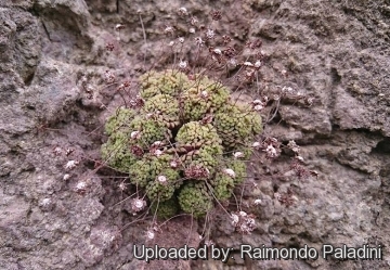 28988 RapCactus Raimondo Paladini