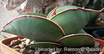 29798 RapCactus Raimondo Paladini