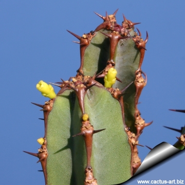 7162 cactus-art Cactus Art