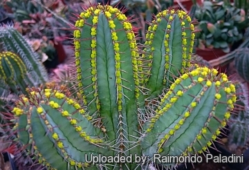 27130 RapCactus Raimondo Paladini