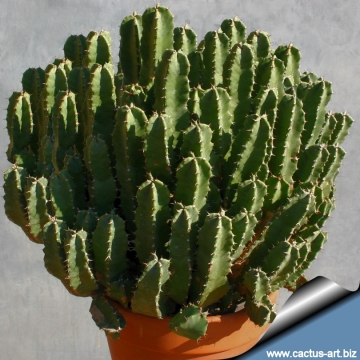 7409 cactus-art Cactus Art