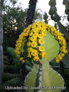 25025 josef Josef Cycad Perner 