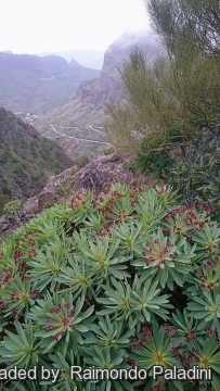 28984 RapCactus Raimondo Paladini