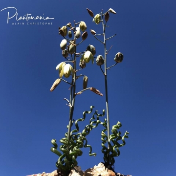 30785 plantemania © Plantemania