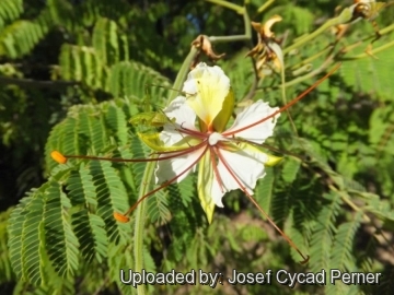 25021 josef Josef Cycad Perner 