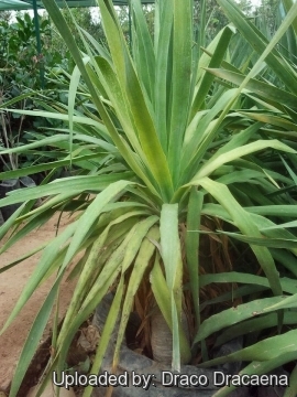 22350 draco Draco Dracaena