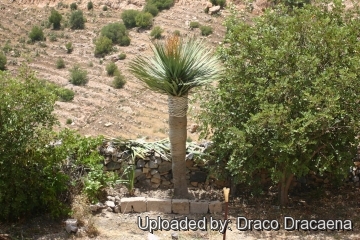 22352 draco Draco Dracaena