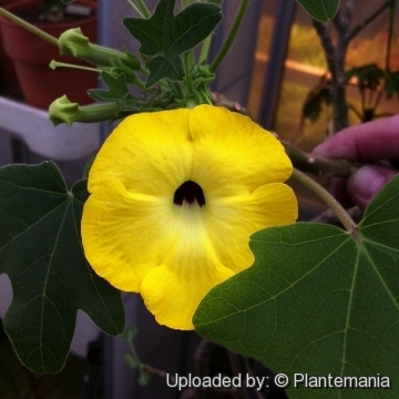 28452 plantemania © Plantemania