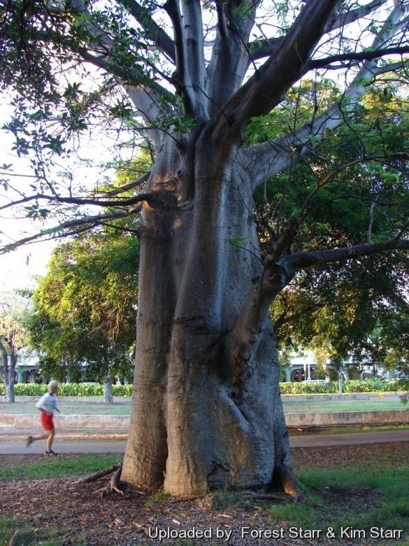 Habit at Ala Moana Beach Park, Oahu, Hawaii (USA). July 27, 2007.