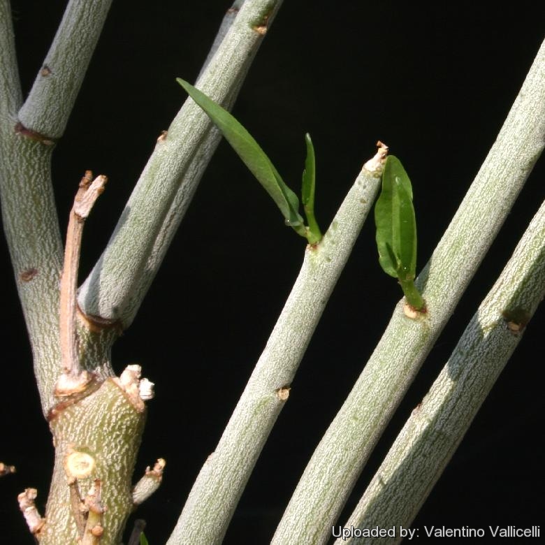 Adenia pechuelii (Syn: Echinothamnus pechuelii )