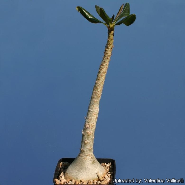 Adenium socotranum. In culture,