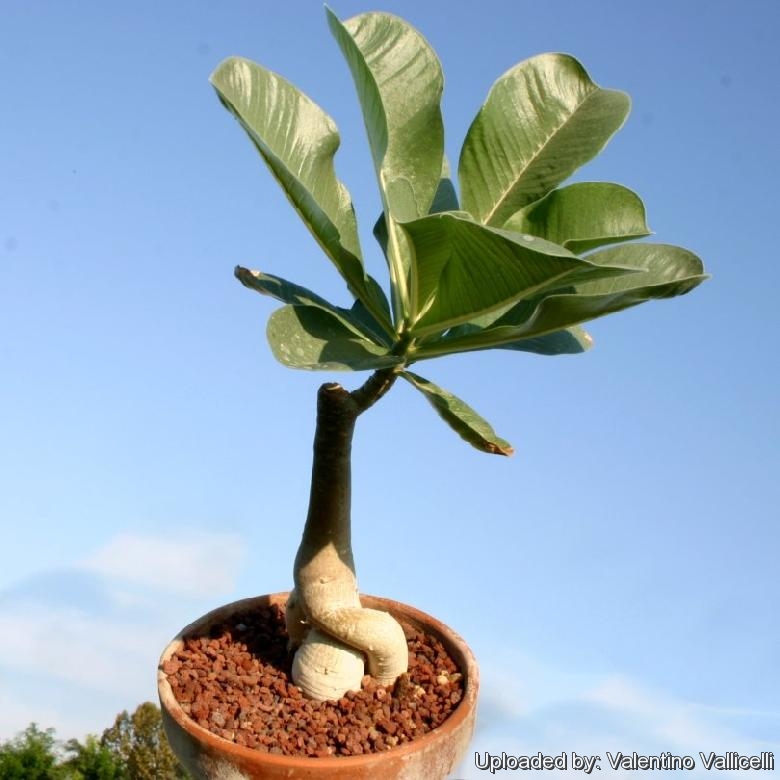 Adenium boehmianum