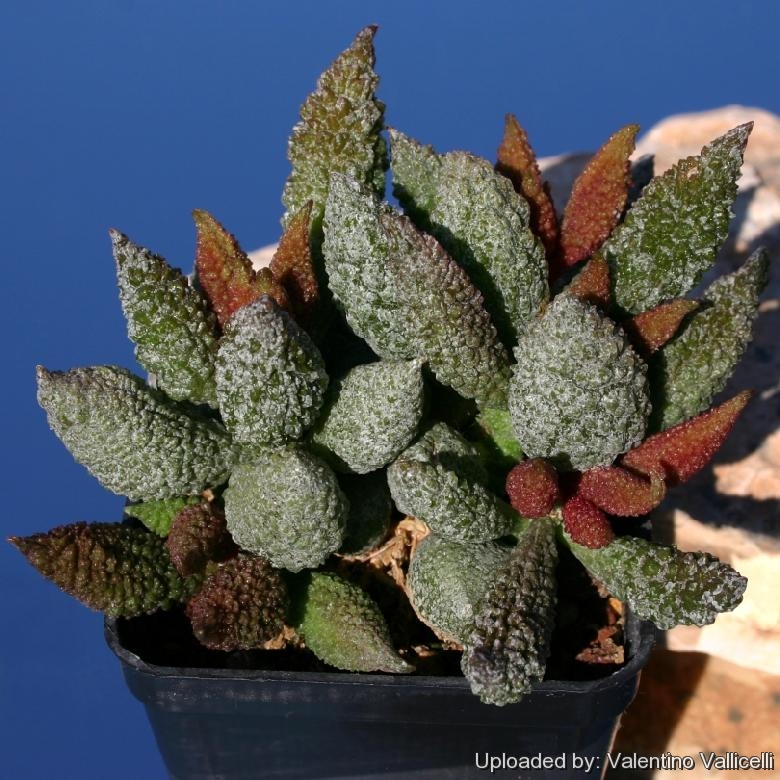 Adromischus herrei