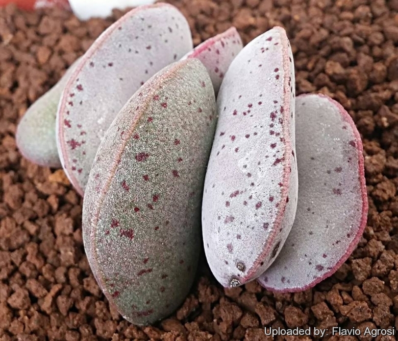 Adromischus marianiae var. hallii, Lorelei, Namibia