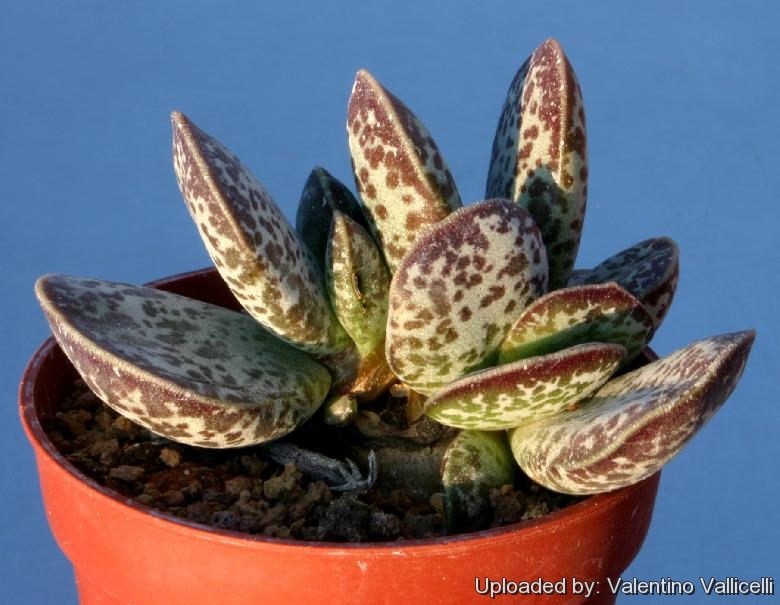 Adromischus rupicola