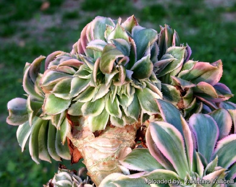 Aeonium ''SUNBURST'' forma cristata