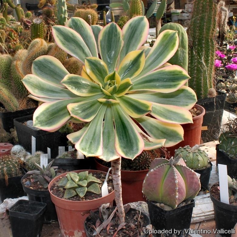 Aeonium ''SUNBURST''