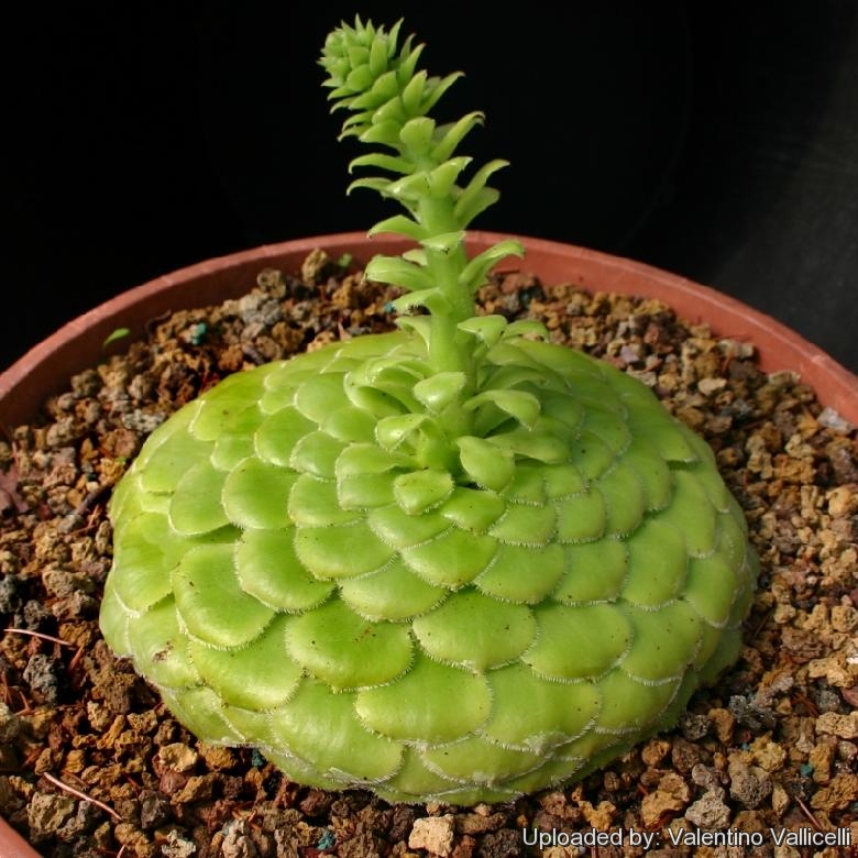 Aeonium tabulaeforme (tabuliforme)