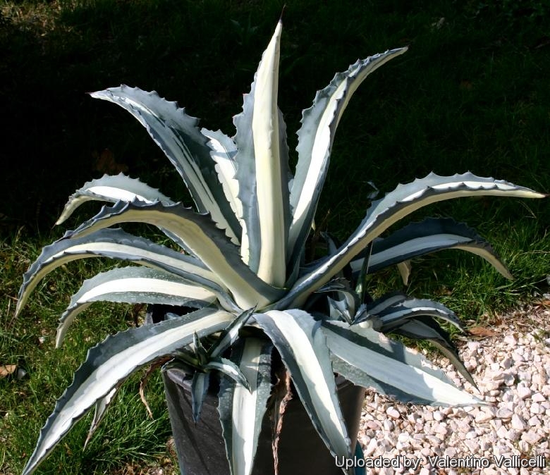 Agave americana  'Mediopicta Alba'