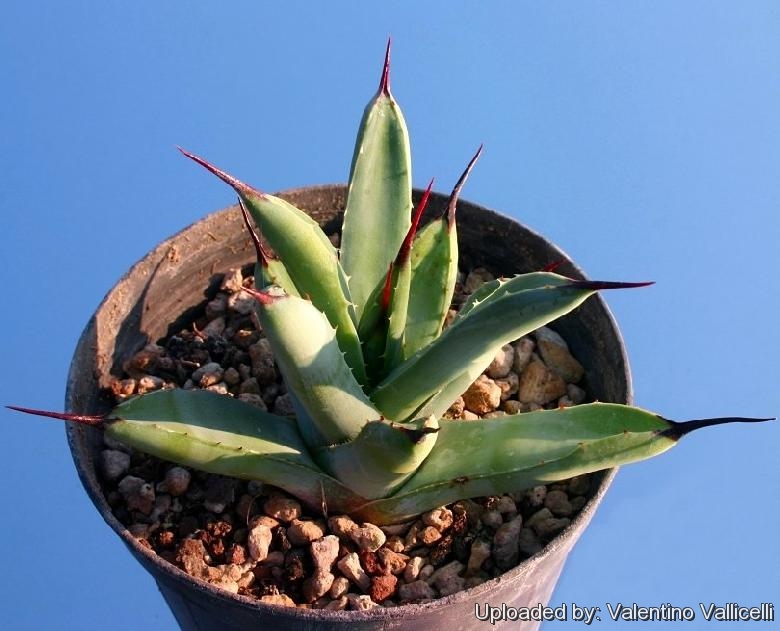 Agave macroacantha ''viridis''