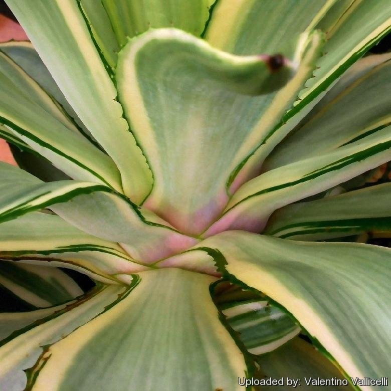 Agave desmetiana ''Joe Hoak''