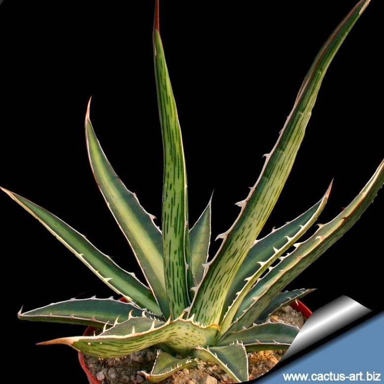 Agave difformis (American aloe)